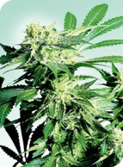 Skunk Kush cannabis plants in bloom, grown from Regular seeds – ideal for home cultivation from Sensi Seeds