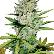 Super Skunk Auto – Sensi Seeds – Autoflowering – Product view 2