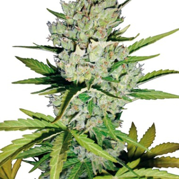 Super Skunk Auto cannabis plants in bloom, grown from Automatic seeds – ideal for home cultivation from Sensi Seeds