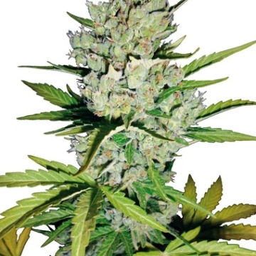 Super Skunk Auto cannabis plants in bloom, grown from Automatic seeds – ideal for home cultivation from Sensi Seeds