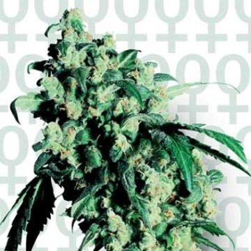 Super Skunk cannabis plants in bloom, grown from Feminized seeds – ideal for home cultivation from Sensi Seeds