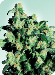 Super Skunk cannabis plants in bloom, grown from Regular seeds – ideal for home cultivation from Sensi Seeds