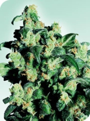 Super Skunk cannabis plants in bloom, grown from Regular seeds – ideal for home cultivation from Sensi Seeds