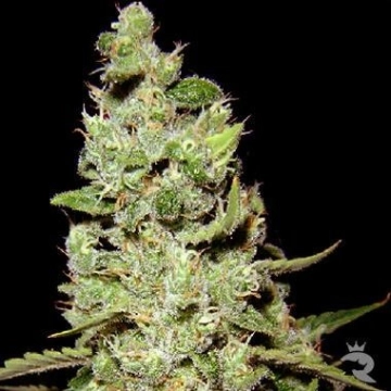 AK47 cannabis plants in bloom, grown from Regular seeds – ideal for home cultivation from Serious Seeds