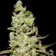 AK47 cannabis plants in bloom, grown from Feminized seeds – ideal for home cultivation from Serious Seeds