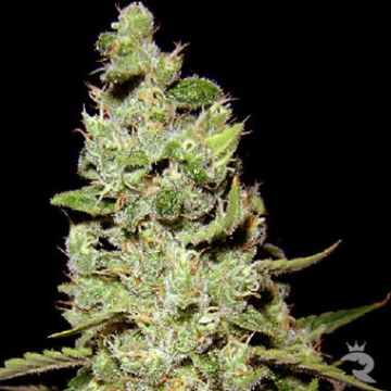 AK47 cannabis plants in bloom, grown from Feminised seeds – ideal for home cultivation from Serious Seeds