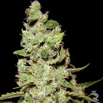 AK47 cannabis plants in bloom, grown from Feminized seeds – ideal for home cultivation from Serious Seeds