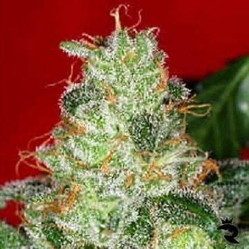 Chronic cannabis plants in bloom, grown from Feminized seeds – ideal for home cultivation from Serious Seeds