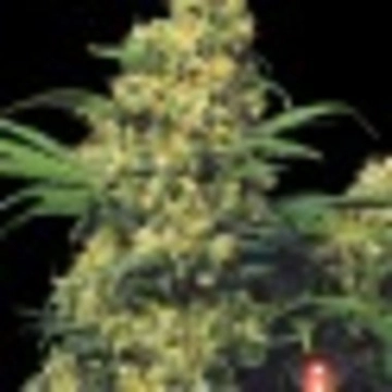 Warlock cannabis plants in bloom, grown from Regular seeds – ideal for home cultivation from Serious Seeds