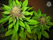 Bizarre cannabis plants in bloom, grown from Feminized seeds – ideal for home cultivation from SickMeds Seeds