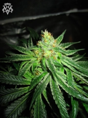 Chupacabra cannabis plants in bloom, grown from Feminized seeds – ideal for home cultivation from SickMeds Seeds