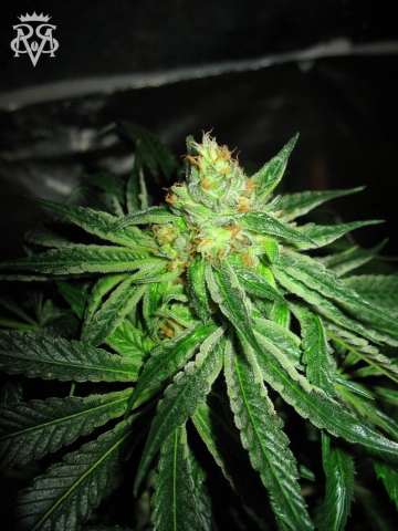 Chupacabra cannabis plants in bloom, grown from Feminized seeds – ideal for home cultivation from SickMeds Seeds