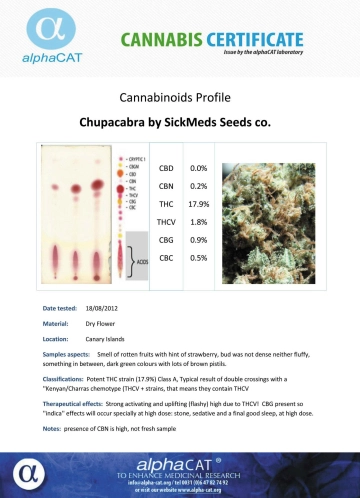 Chupacabra cannabis plants in bloom, grown from Regular seeds – ideal for home cultivation from SickMeds Seeds