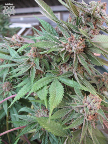 Green Crack cannabis plants in bloom, grown from Feminised seeds – ideal for home cultivation from SickMeds Seeds