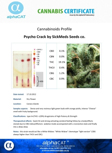 Psycho Crack cannabis plants in bloom, grown from Feminized seeds – ideal for home cultivation from SickMeds Seeds