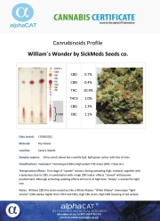 William's Wonder cannabis plants in bloom, grown from Regular seeds – ideal for home cultivation from SickMeds Seeds