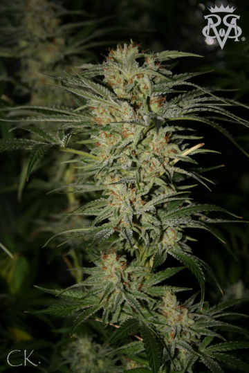 Wonder Kush cannabis plants in bloom, grown from Regular seeds – ideal for home cultivation from SickMeds Seeds