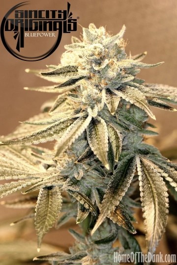 Blue Power F2 cannabis plants in bloom, grown from Regular seeds – ideal for home cultivation from Sin City Seeds