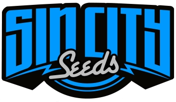 HarleSin cannabis plants in bloom, grown from Feminized seeds – ideal for home cultivation from Sin City Seeds