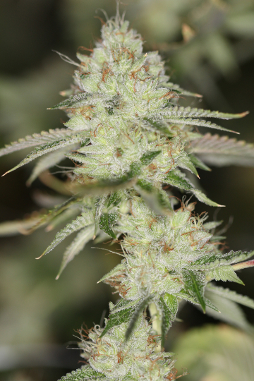 NightFire OG cannabis plants in bloom, grown from Regular seeds – ideal for home cultivation from Sin City Seeds