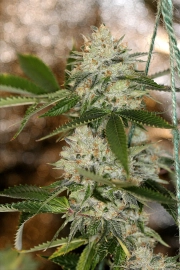 Nightmare OG cannabis plants in bloom, grown from Regular seeds – ideal for home cultivation from Sin City Seeds