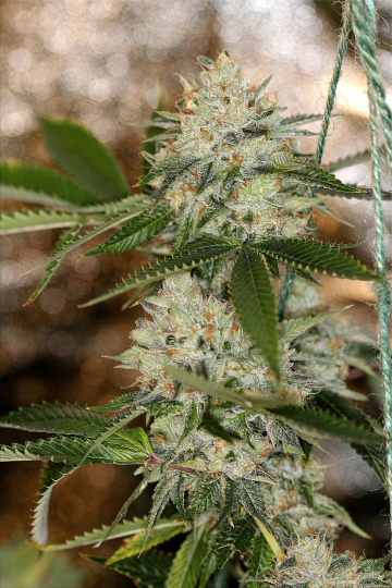 Nightmare OG cannabis plants in bloom, grown from Regular seeds – ideal for home cultivation from Sin City Seeds