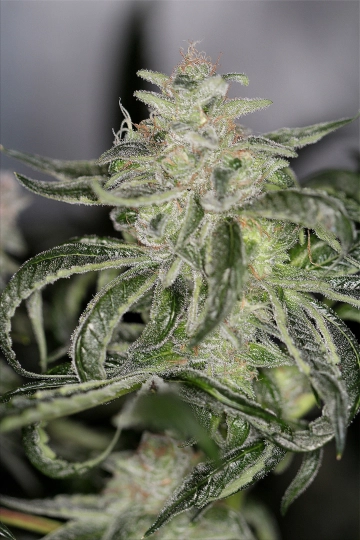 Petroleum Nightmare cannabis plants in bloom, grown from Regular seeds – ideal for home cultivation from Sin City Seeds