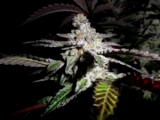Platinum DeLights cannabis plants in bloom, grown from Regular seeds – ideal for home cultivation from Sin City Seeds