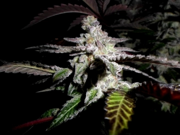 Platinum DeLights cannabis plants in bloom, grown from Regular seeds – ideal for home cultivation from Sin City Seeds