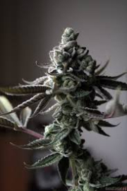Sin Mint Cookies cannabis plants in bloom, grown from Regular seeds – ideal for home cultivation from Sin City Seeds