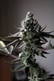 Sin Mint Cookies cannabis plants in bloom, grown from Regular seeds – ideal for home cultivation from Sin City Seeds