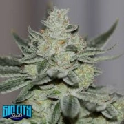Sins OG cannabis plants in bloom, grown from Regular seeds – ideal for home cultivation from Sin City Seeds