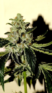 SinValley OG cannabis plants in bloom, grown from Regular seeds – ideal for home cultivation from Sin City Seeds