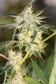 SourNightmare cannabis plants in bloom, grown from Regular seeds – ideal for home cultivation from Sin City Seeds
