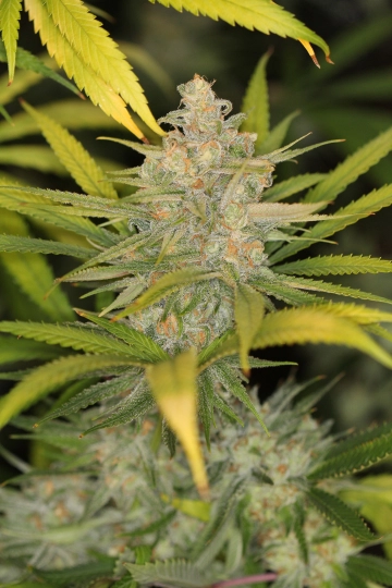 The REM cannabis plants in bloom, grown from Regular seeds – ideal for home cultivation from Sin City Seeds