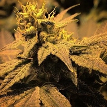 Treasure Island cannabis plants in bloom, grown from Feminized seeds – ideal for home cultivation from Sin City Seeds