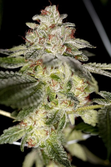 True Power OG cannabis plants in bloom, grown from Regular seeds – ideal for home cultivation from Sin City Seeds