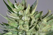 Amnesia Haze cannabis plants in bloom, grown from Feminized seeds – ideal for home cultivation from Soma Seeds