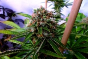 Buddha's Sister cannabis plants in bloom, grown from Feminized seeds – ideal for home cultivation from Soma Seeds