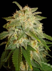 Kushadelic cannabis plants in bloom, grown from Feminized seeds – ideal for home cultivation from Soma Seeds