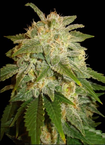 Kushadelic cannabis plants in bloom, grown from Feminized seeds – ideal for home cultivation from Soma Seeds