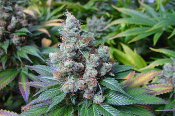 NYC Diesel cannabis plants in bloom, grown from Feminised seeds – ideal for home cultivation from Soma Seeds