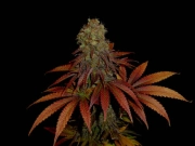 Rock Bud cannabis plants in bloom, grown from Feminized seeds – ideal for home cultivation from Soma Seeds