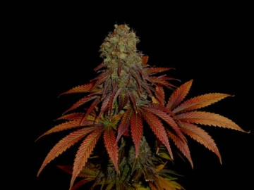 Rock Bud cannabis plants in bloom, grown from Feminized seeds – ideal for home cultivation from Soma Seeds