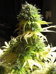 Somango – Soma Seeds – Feminized