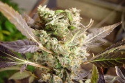 Somango – Soma Seeds – Feminized – Product view 2