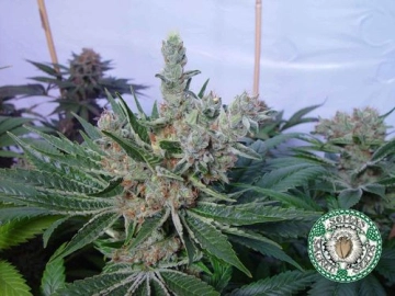 White Willow cannabis plants in bloom, grown from Feminized seeds – ideal for home cultivation from Soma Seeds