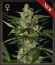 Damnesia Auto cannabis plants in bloom, grown from Automatic seeds – ideal for home cultivation from Strain Hunters