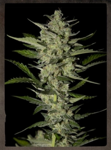 Flowerbomb Kush cannabis plants in bloom, grown from Feminized seeds – ideal for home cultivation from Strain Hunters