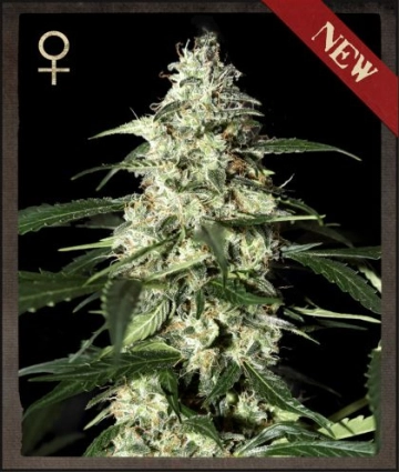 Skunk Auto cannabis plants in bloom, grown from Automatic seeds – ideal for home cultivation from Strain Hunters